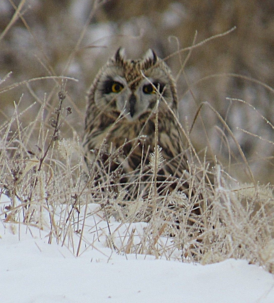 Búho Campestre (Norteño) - ML646405759