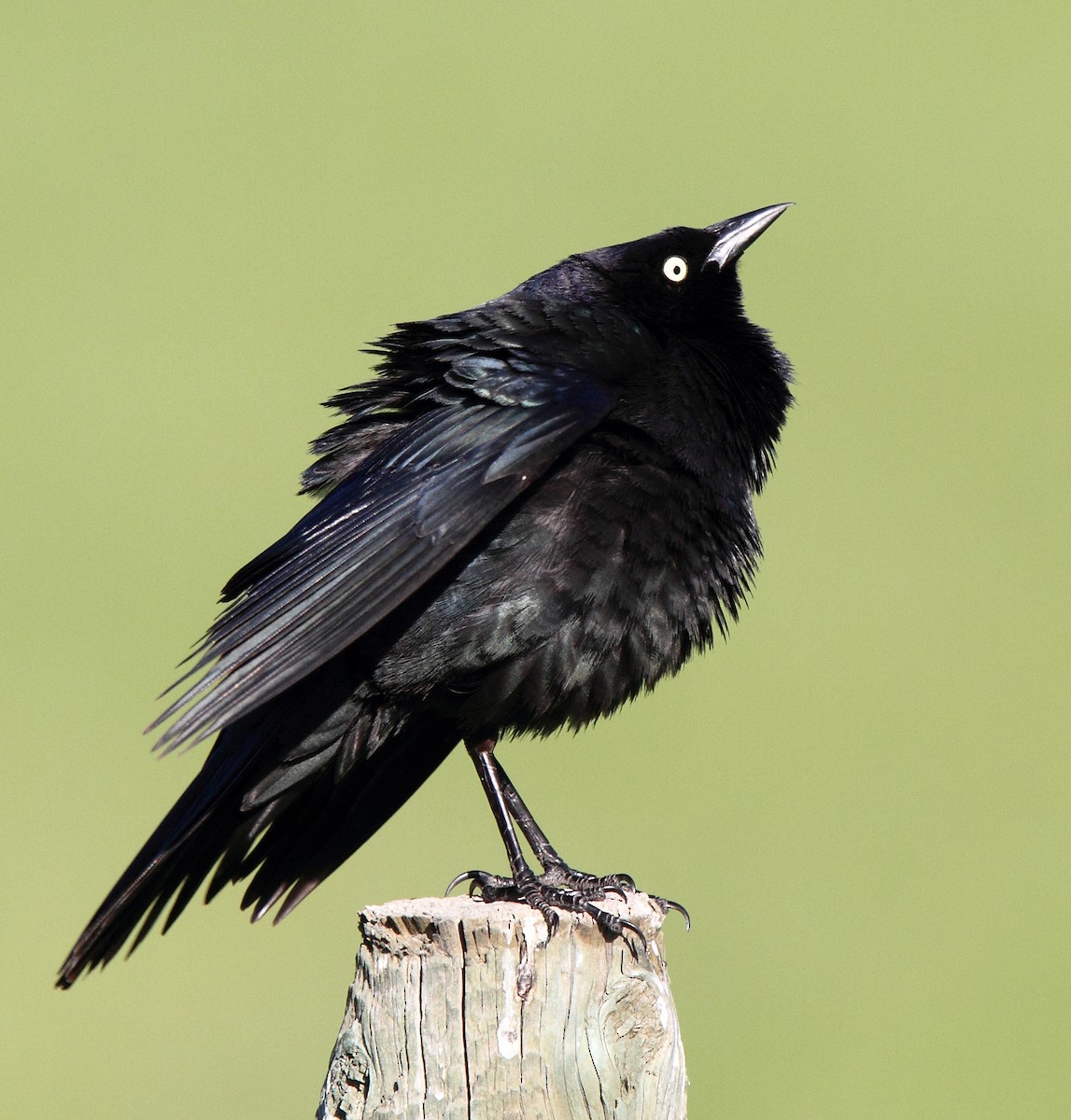 Brewer's Blackbird - ML646405760
