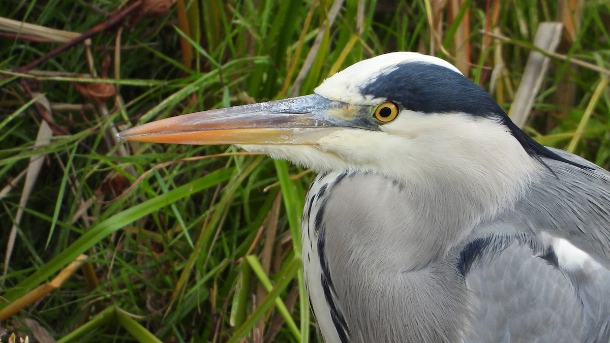 Gray Heron - ML646405761