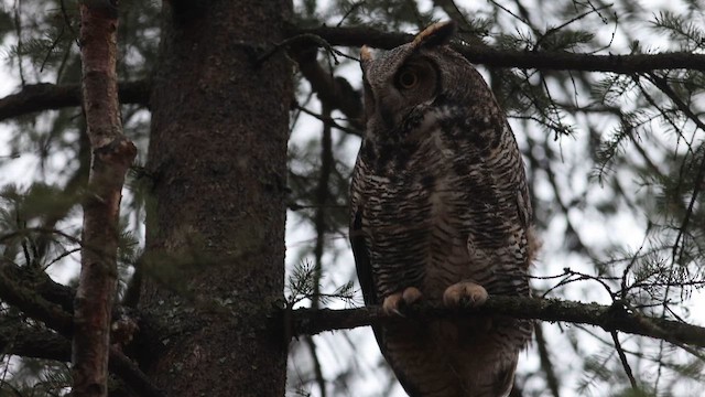 Hontz virginiarra - ML646405762