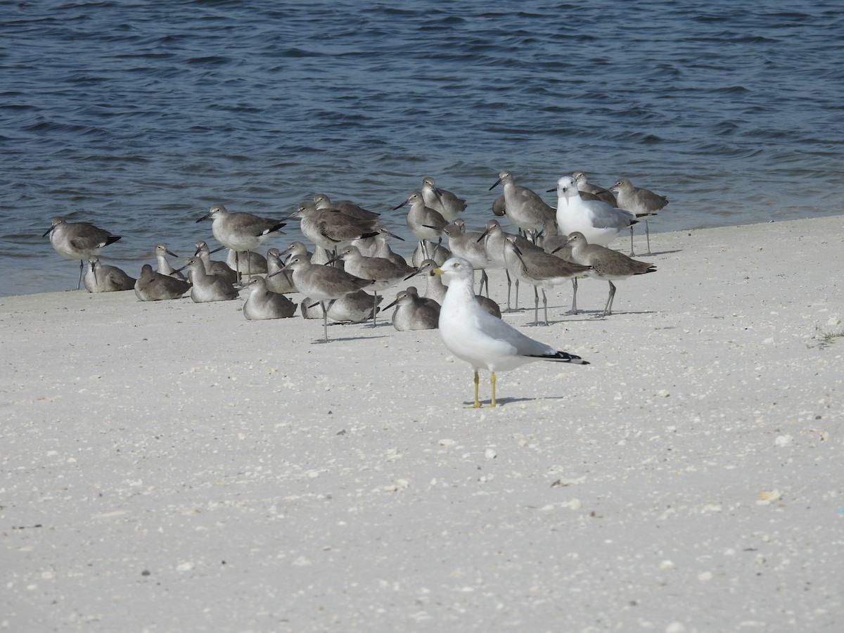 Willet - ML646405763