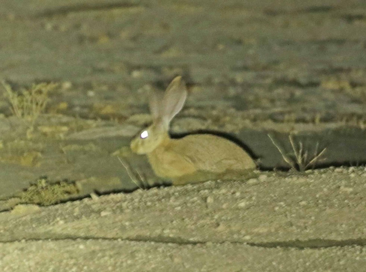 Animals - ML646405767