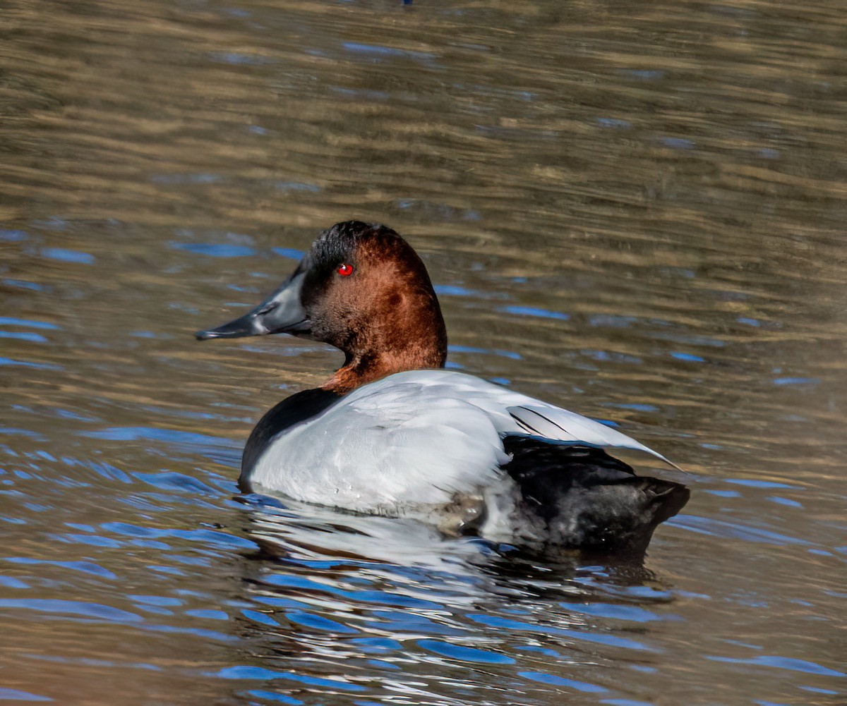 Murgilari bizkarzuria - ML646405768