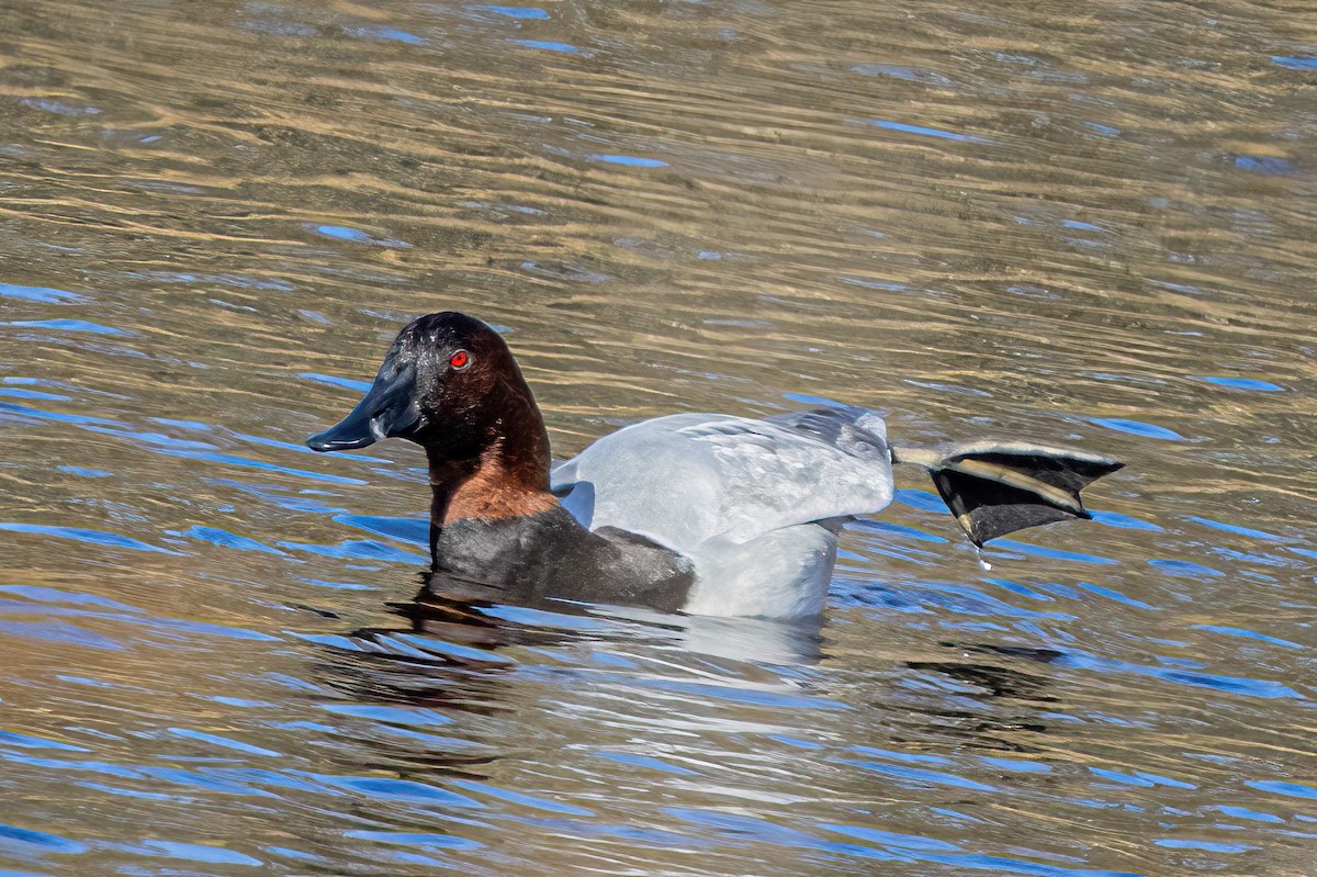 Murgilari bizkarzuria - ML646405770