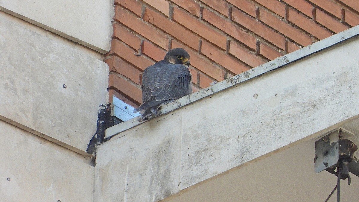 Peregrine Falcon - ML646405774