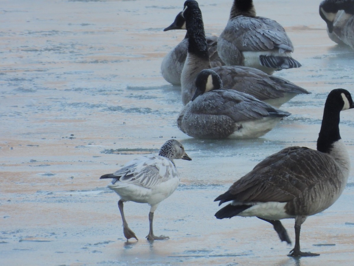 Snow Goose - ML646405776