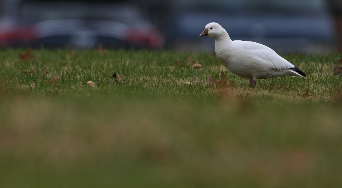 Ross's Goose - ML646405778