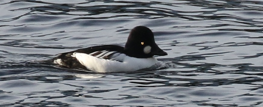 Common Goldeneye - ML646405779