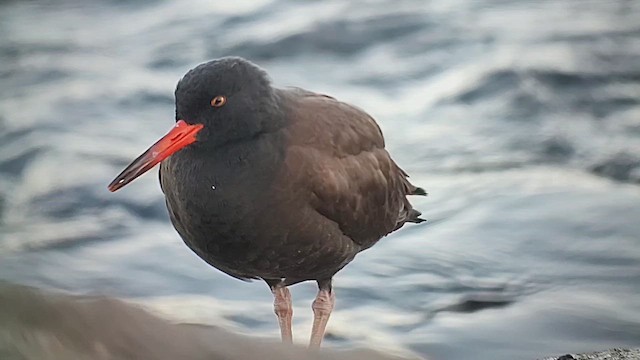Black Oystercatcher - ML646405780