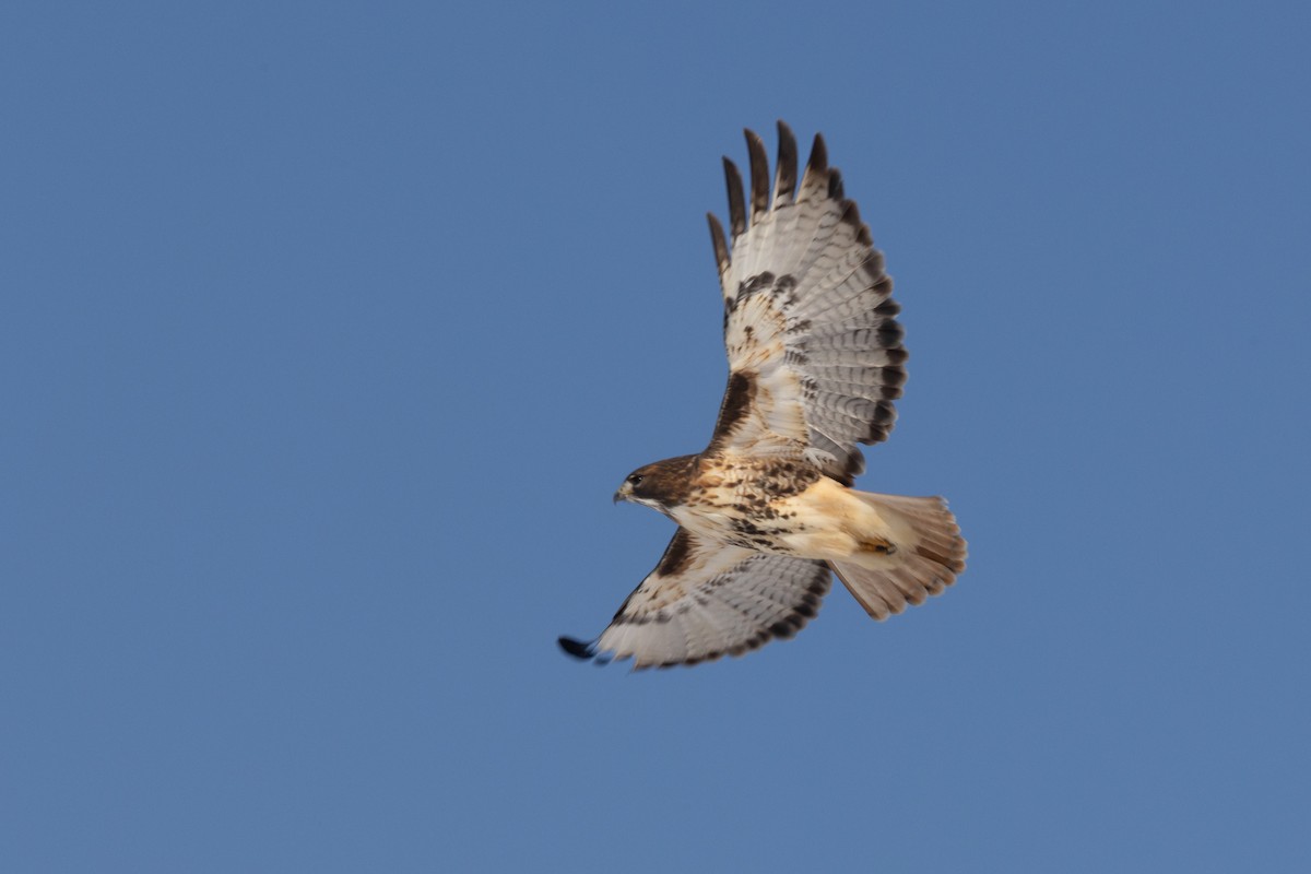Red-tailed Hawk - ML646405781
