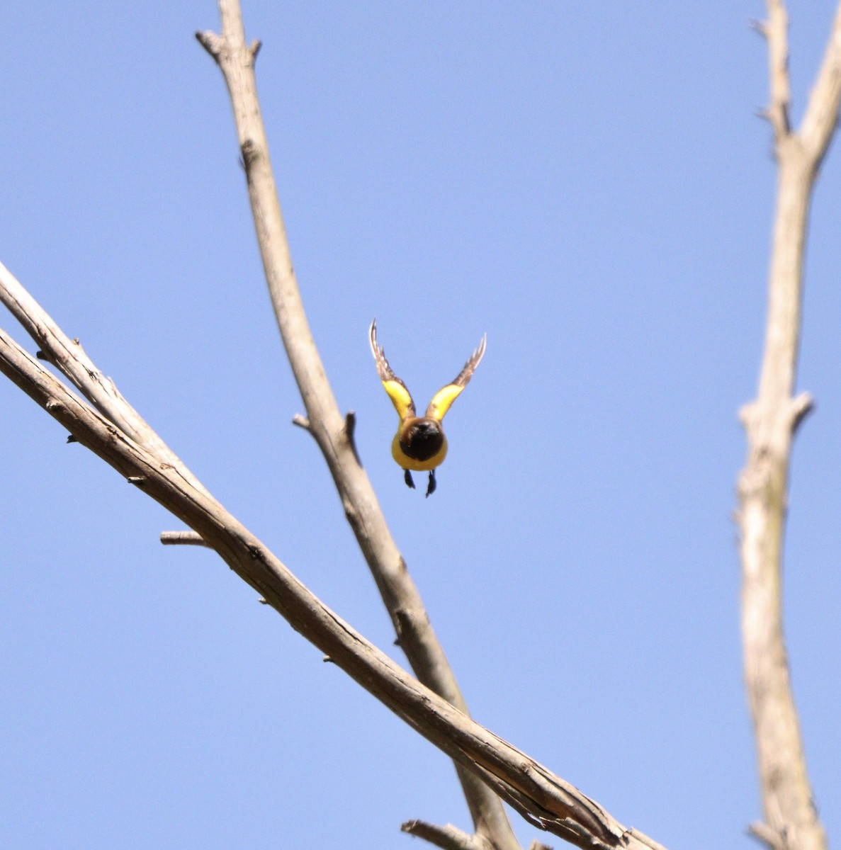 Мочарець жовтогузий - ML646405783