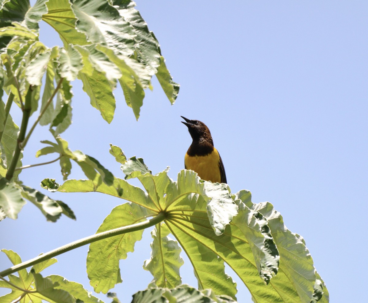 Мочарець жовтогузий - ML646405784