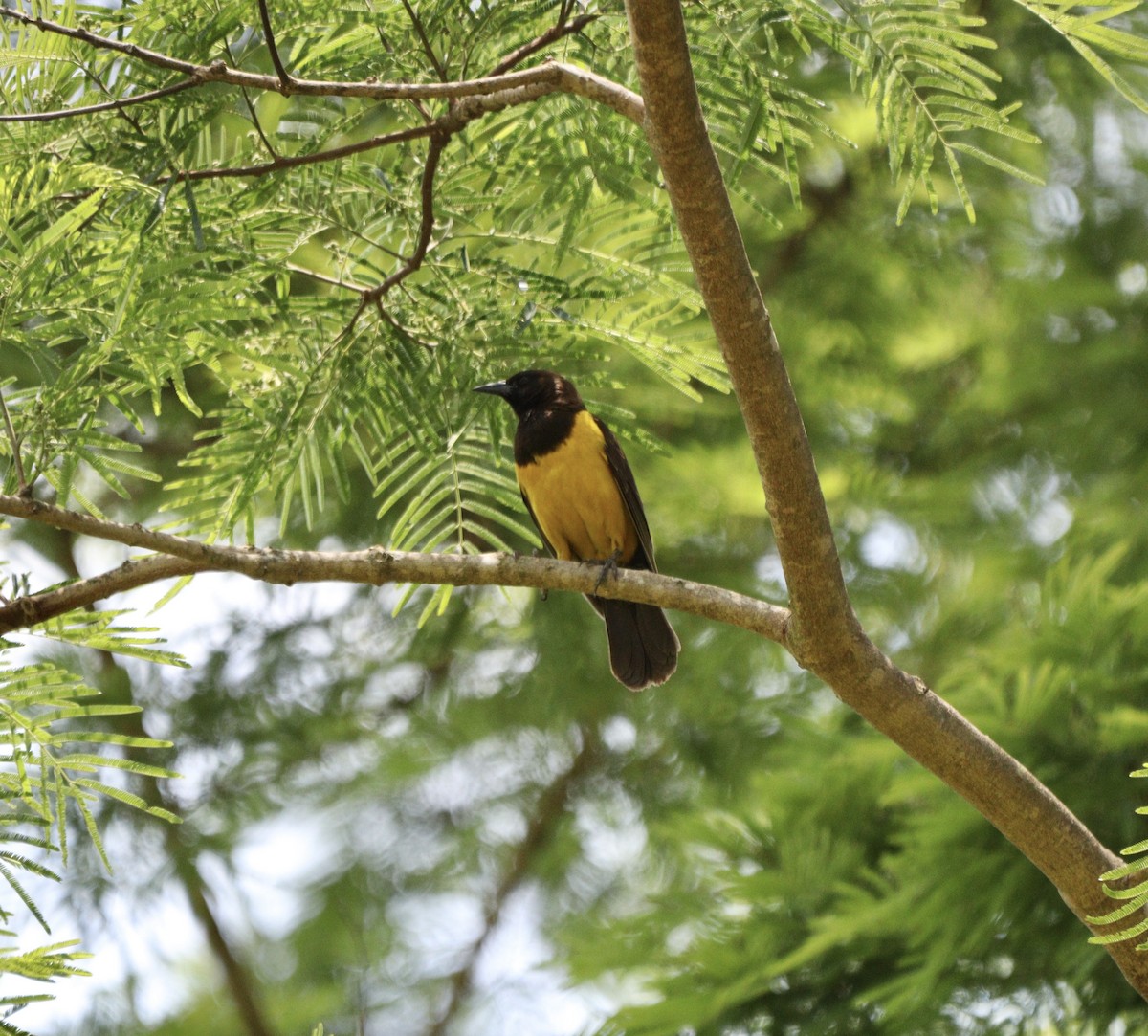 Мочарець жовтогузий - ML646405785