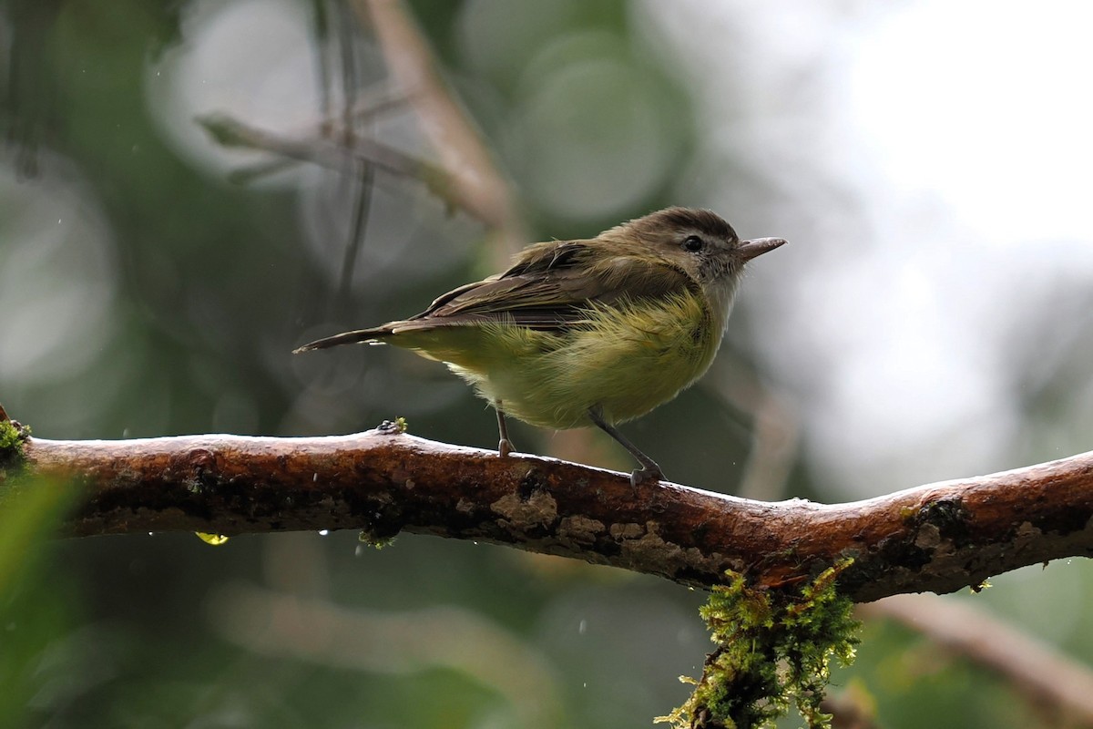 Brown-capped Vireo - ML646405787