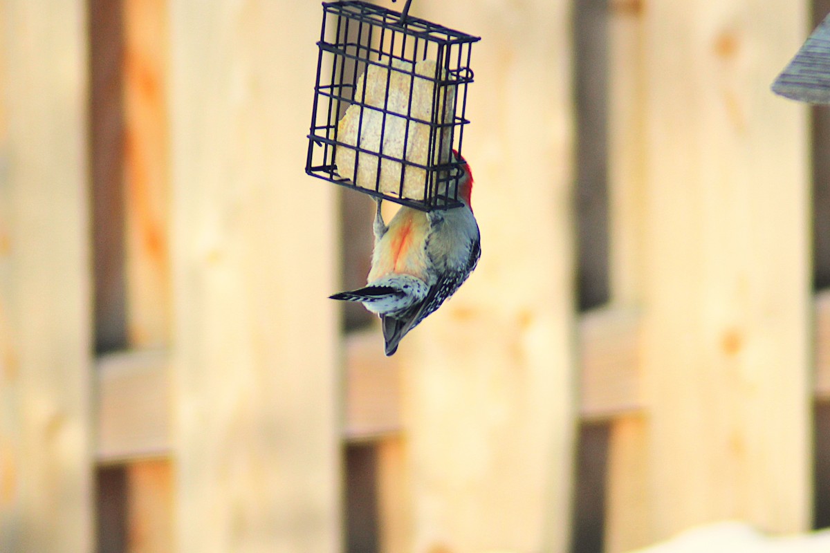 Red-bellied Woodpecker - ML646405789