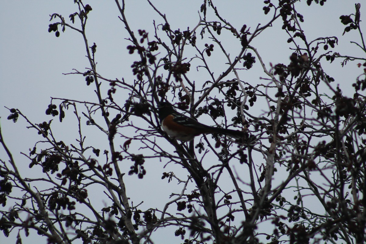 Spotted Towhee - ML646405806