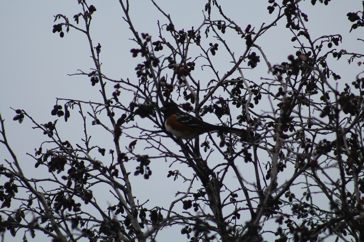 Spotted Towhee - ML646405808