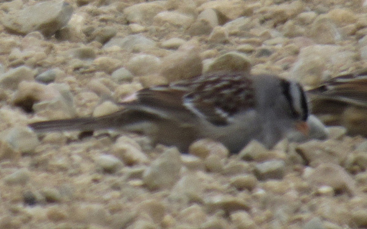 White-crowned Sparrow (Gambel's) - ML646405811