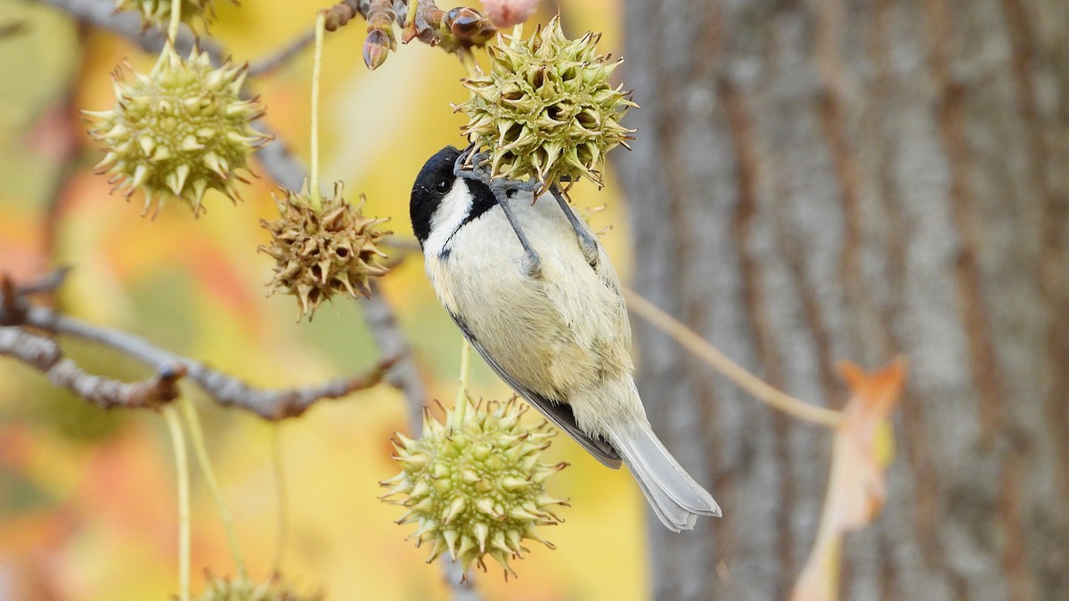 Coal Tit - ML646405812