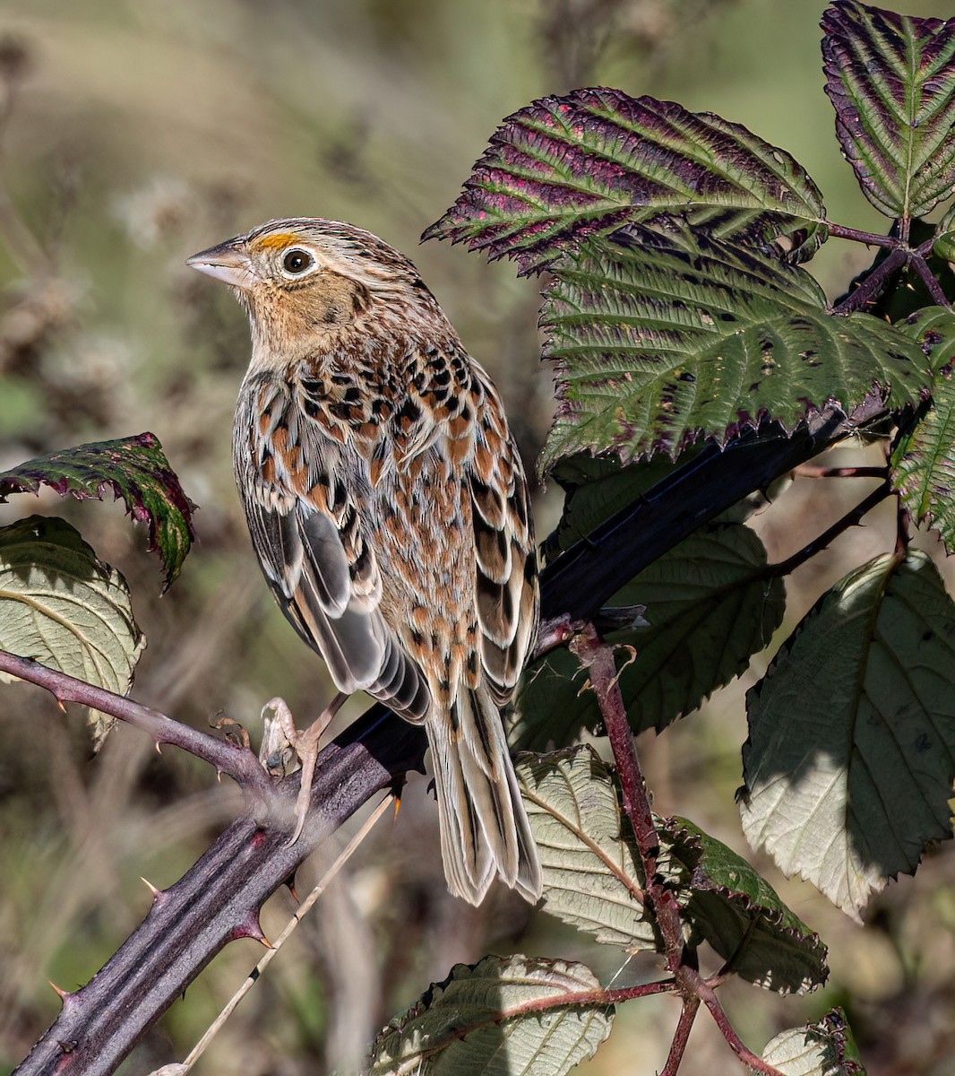 Grasshopper Sparrow - ML646405814