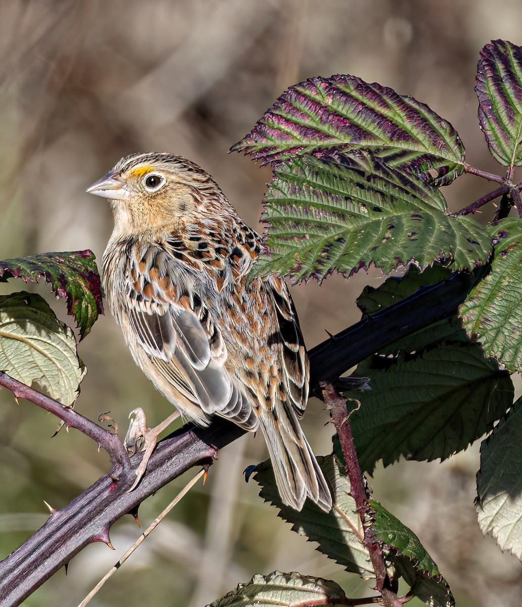 Grasshopper Sparrow - ML646405815