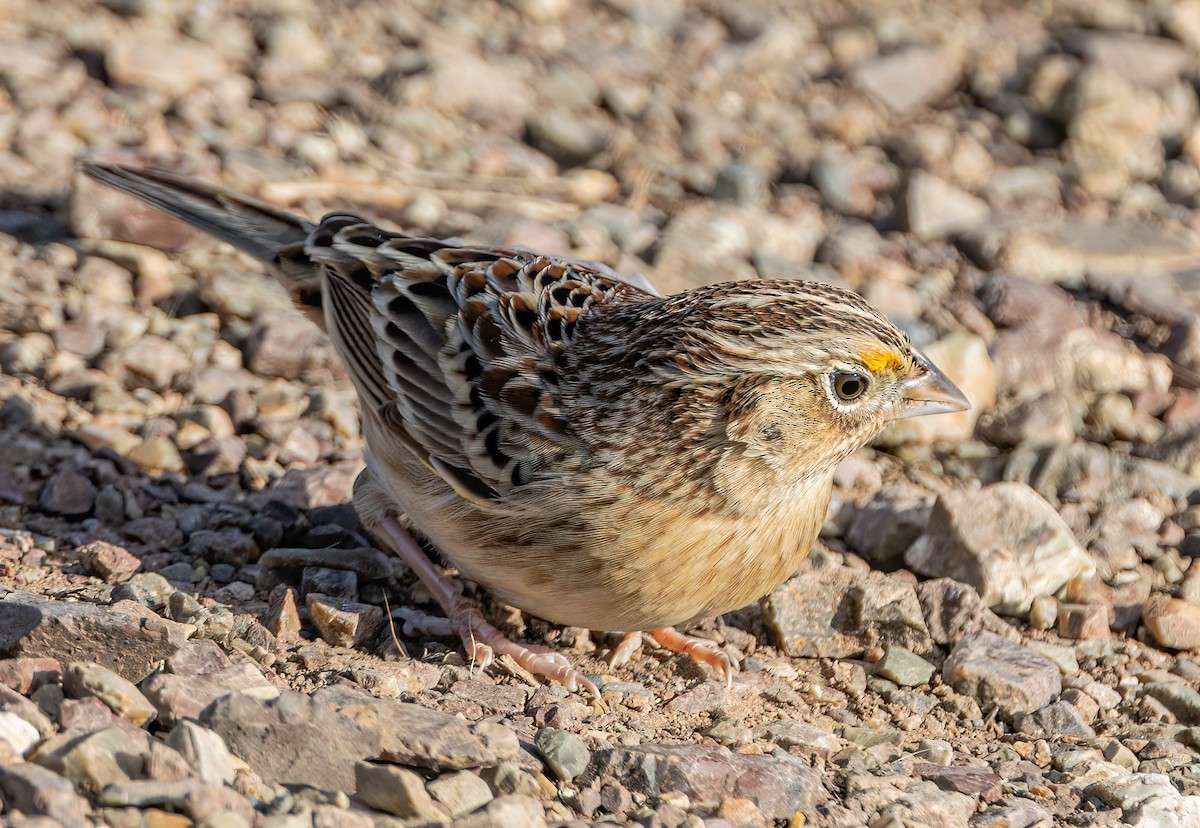 Grasshopper Sparrow - ML646405816