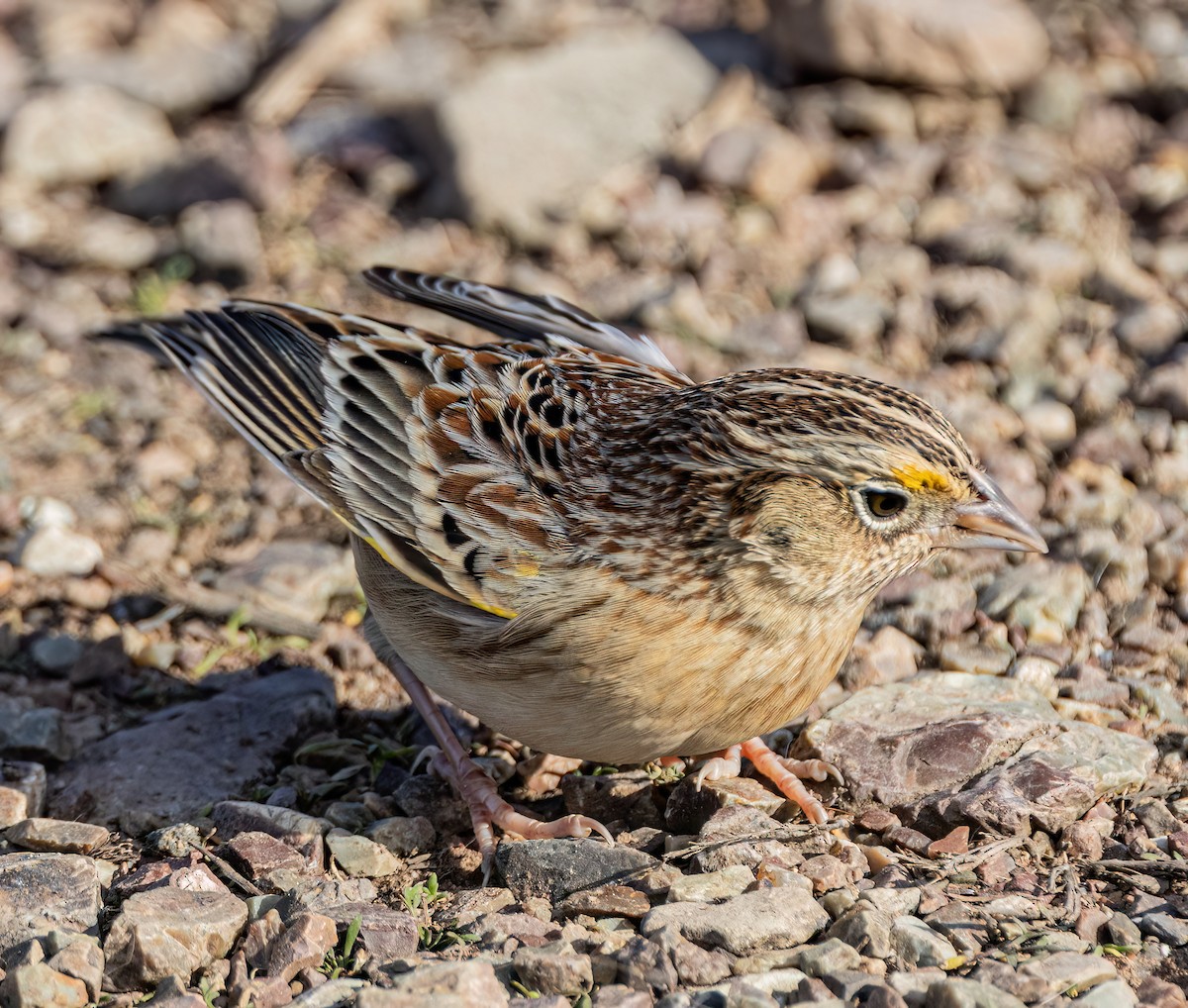 Grasshopper Sparrow - ML646405817