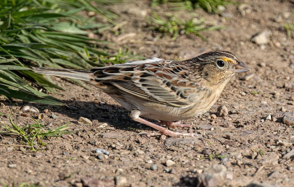 Grasshopper Sparrow - ML646405818