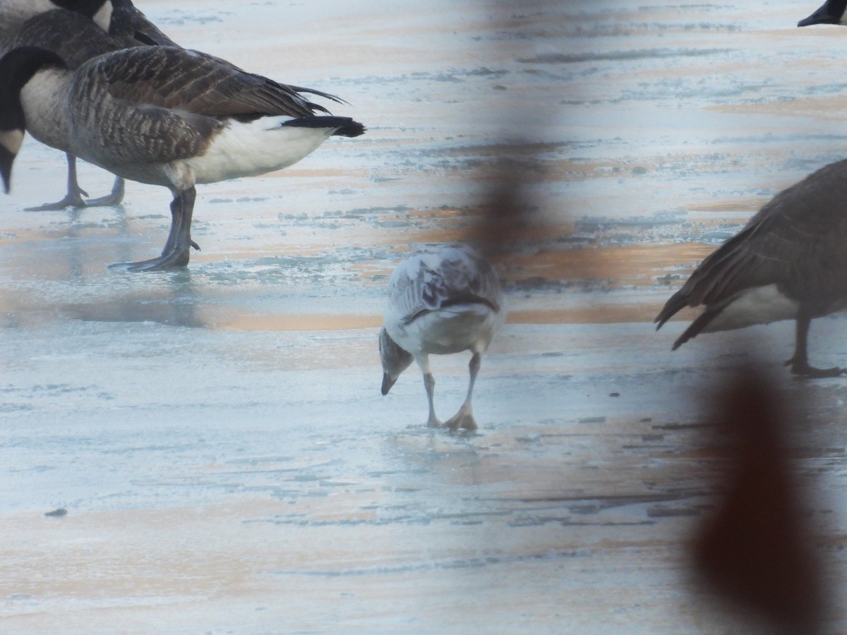 Snow Goose - ML646405819