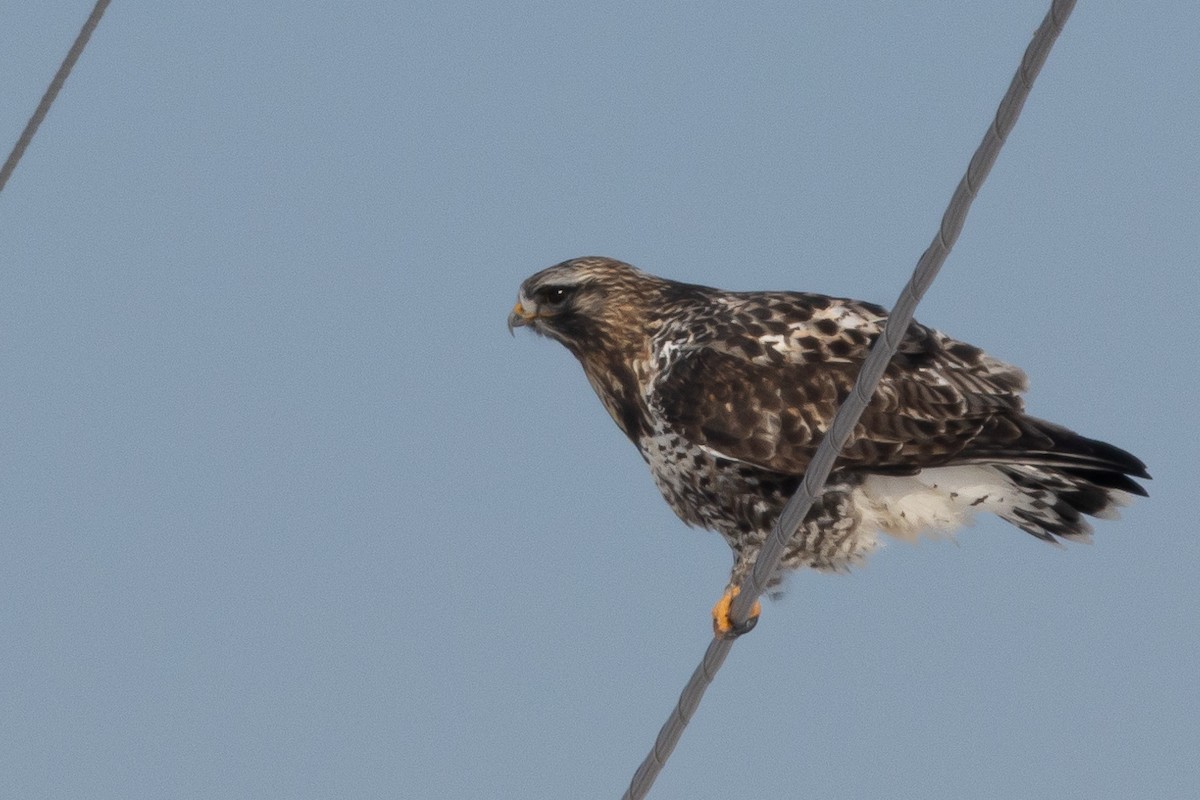 Rough-legged Hawk - ML646405820
