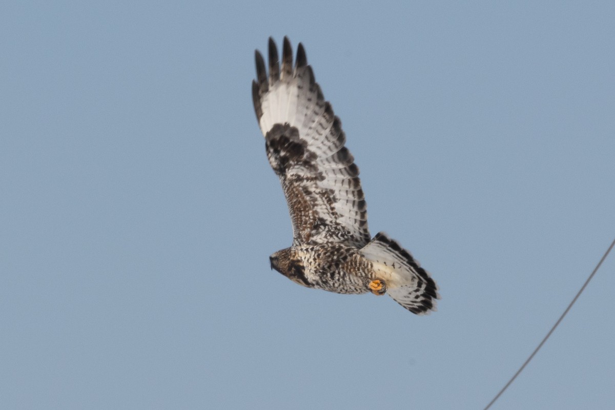 Rough-legged Hawk - ML646405821