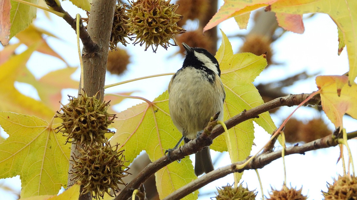 Coal Tit - ML646405829