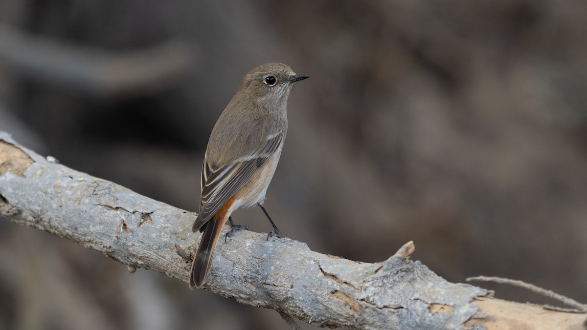 Красноспинная горихвостка - ML646405830