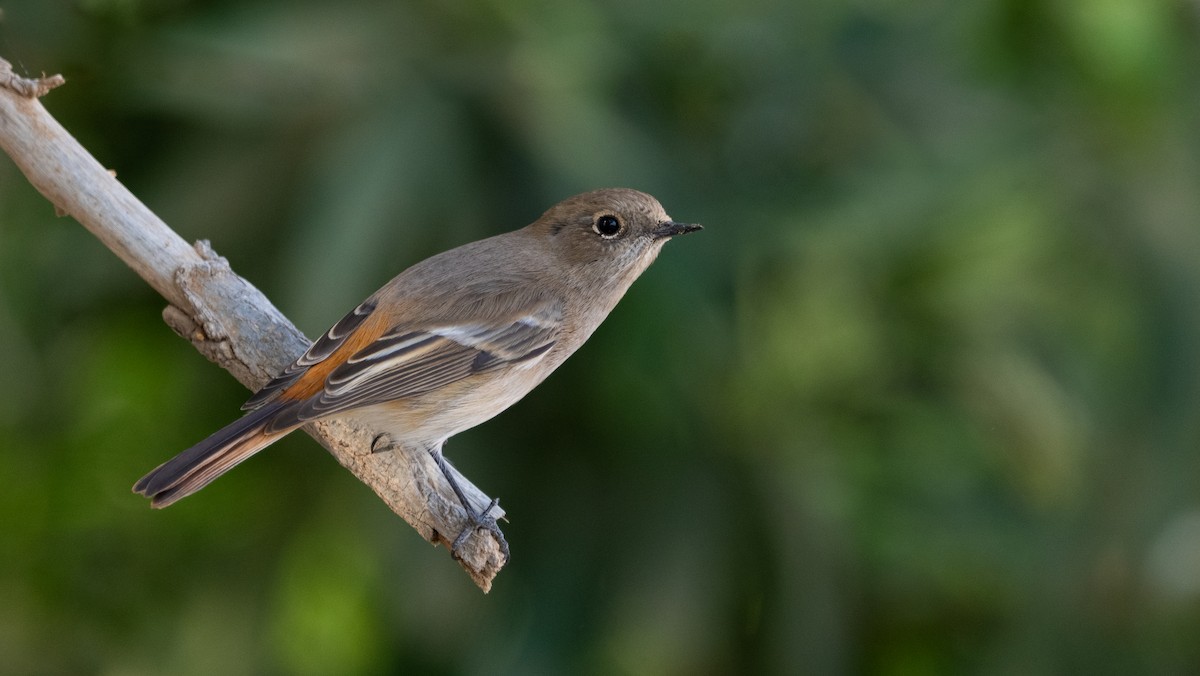 Красноспинная горихвостка - ML646405831