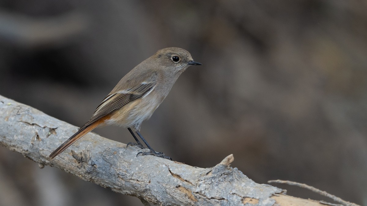 Красноспинная горихвостка - ML646405832