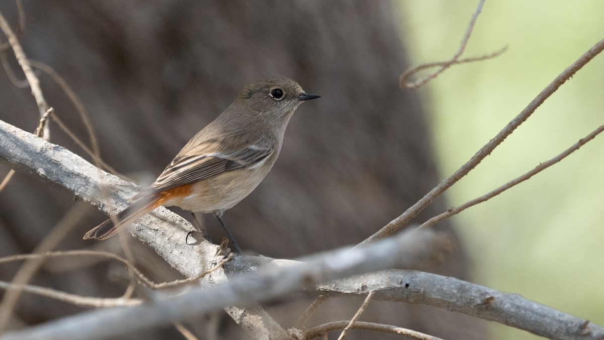 Красноспинная горихвостка - ML646405833