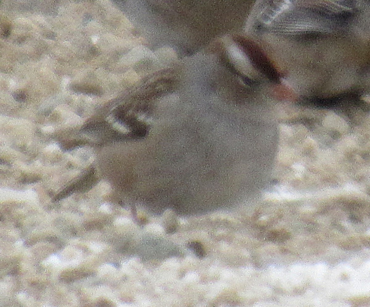 White-crowned Sparrow (Gambel's) - ML646405837