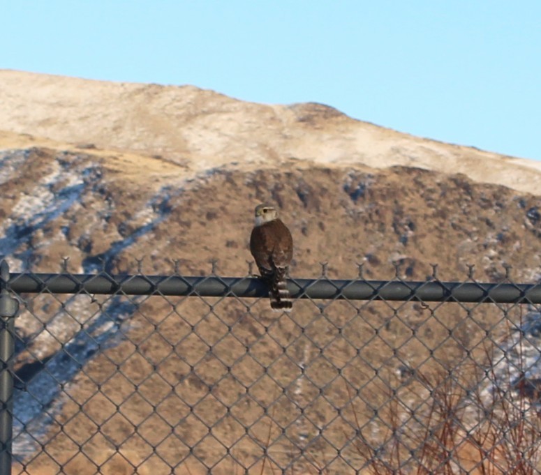 dřemlík tundrový (ssp. richardsonii) - ML646405838