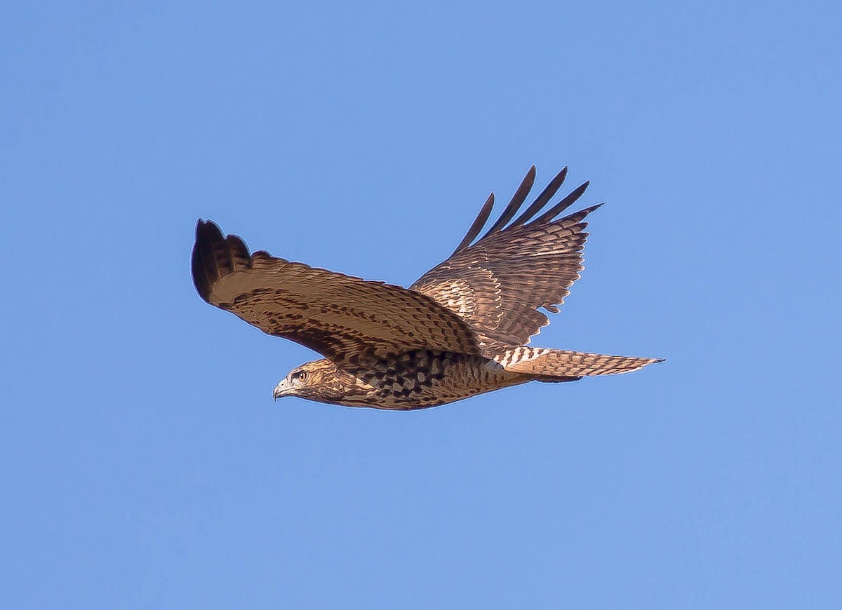 Red-tailed Hawk - ML646405839