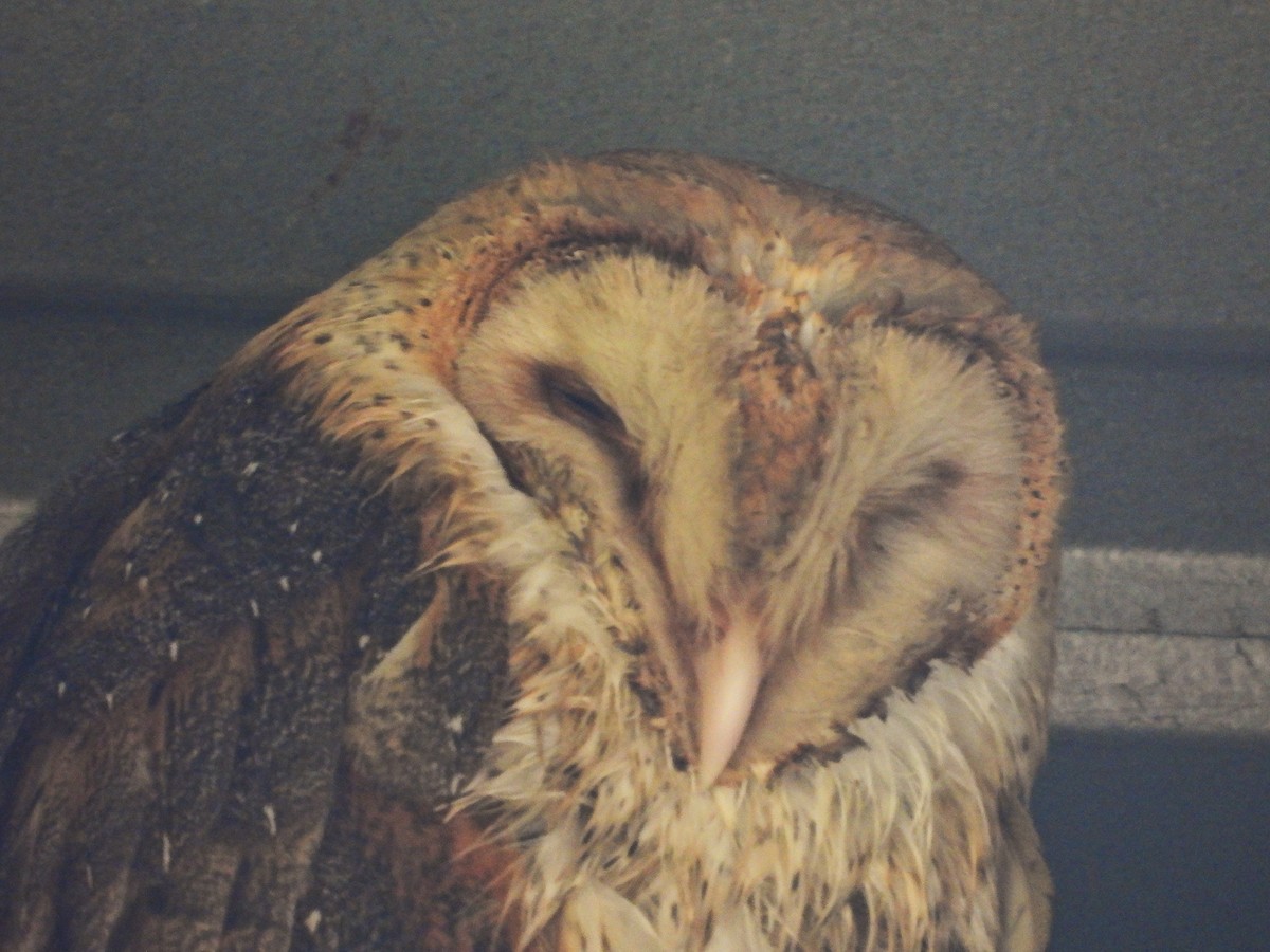 American Barn Owl - ML646405840