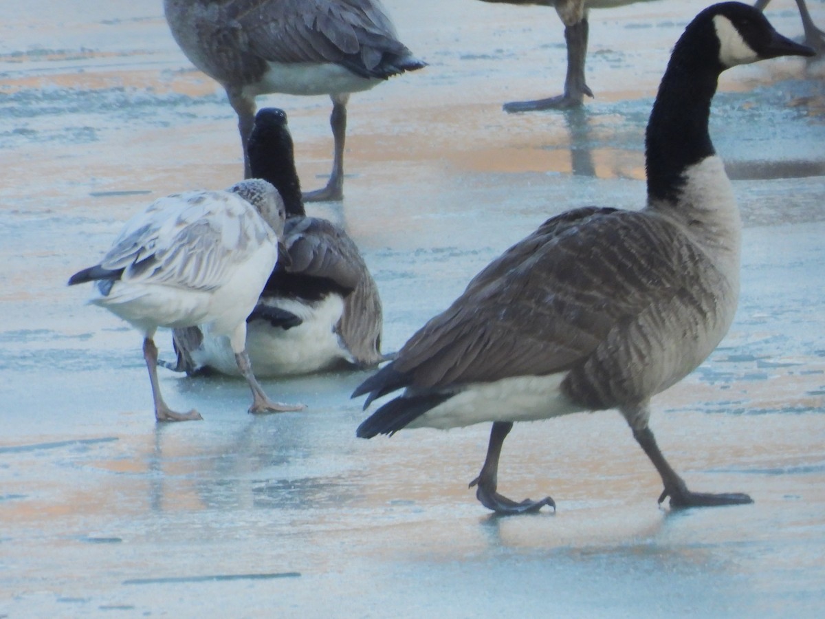 Snow Goose - ML646405849