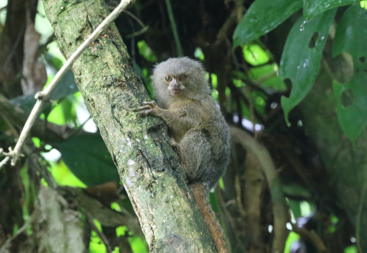 Western Pygmy Marmoset - ML646405850