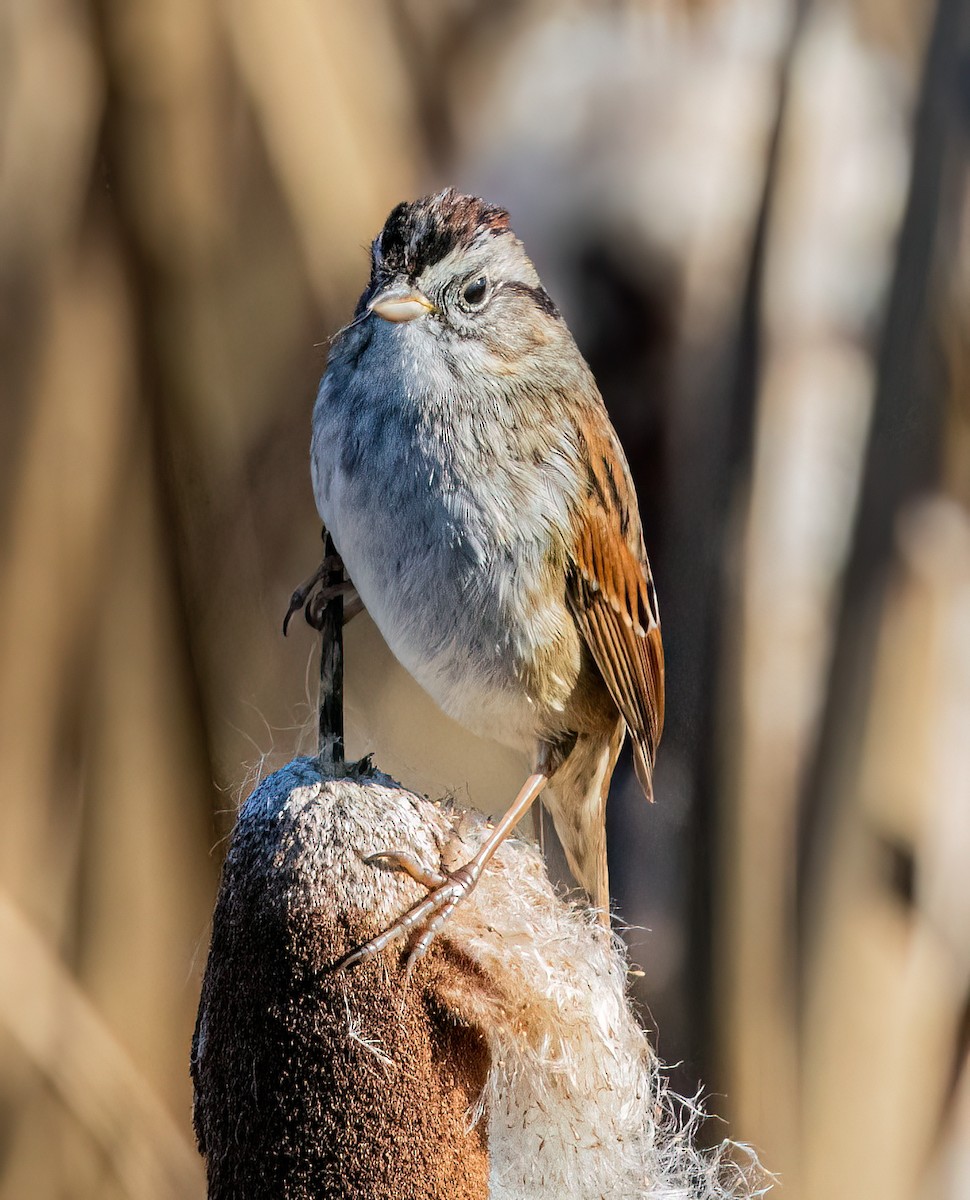 Swamp Sparrow - ML646405851