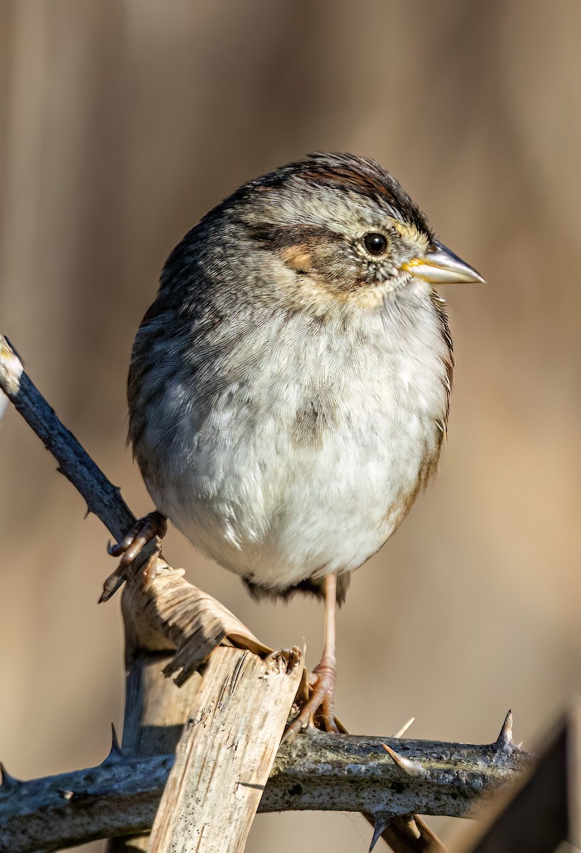Swamp Sparrow - ML646405852