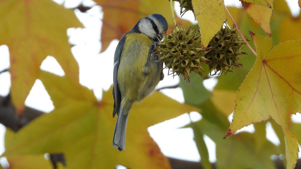 Eurasian Blue Tit - ML646405855