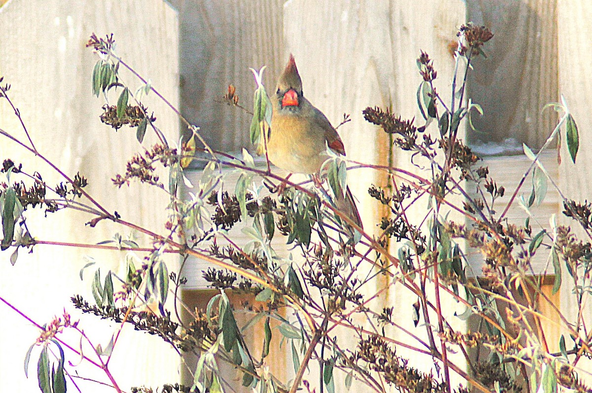 Northern Cardinal - ML646405860