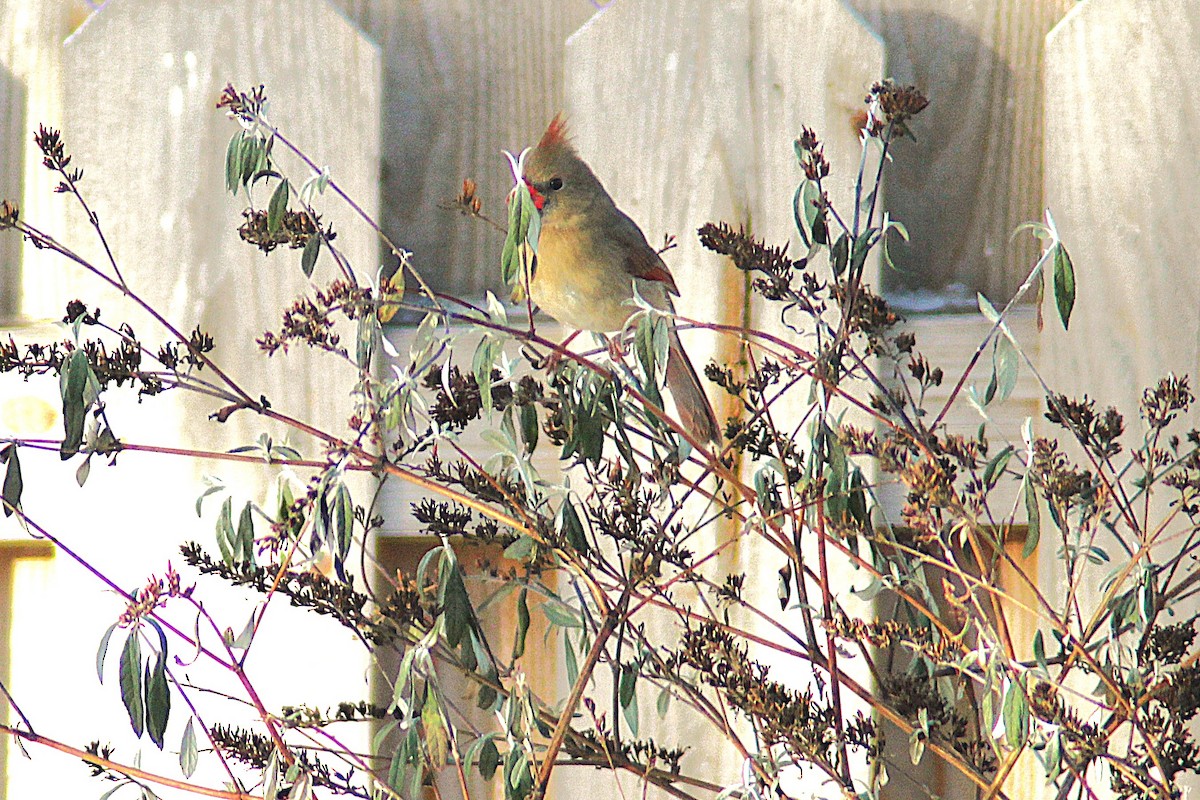 Northern Cardinal - ML646405861