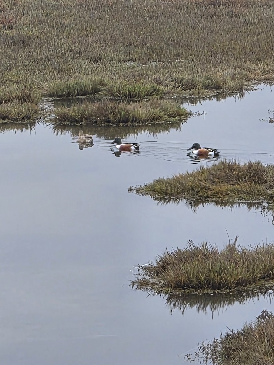 Northern Shoveler - ML646405862