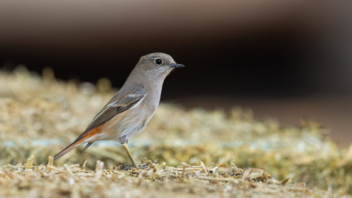 Красноспинная горихвостка - ML646405864