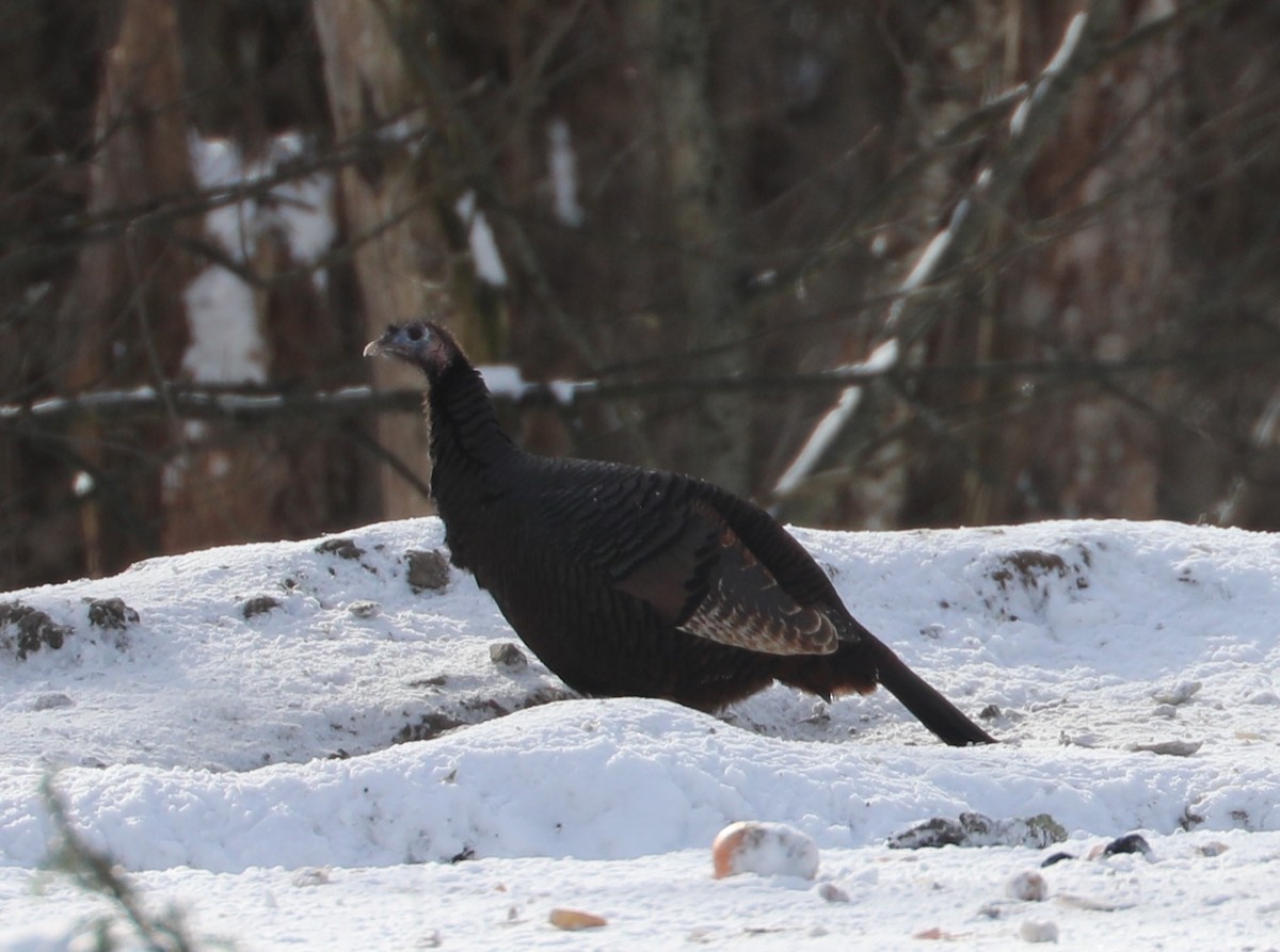 火雞 - ML646405879